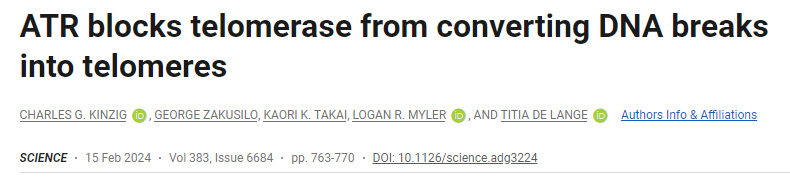 ATR阻止端粒酶將DNA斷裂轉(zhuǎn)化為端粒