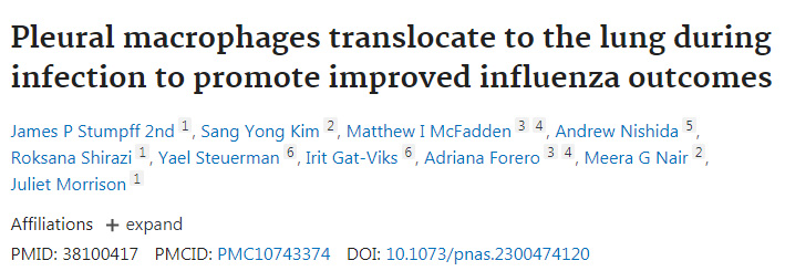 胸膜巨噬細(xì)胞在感染時轉(zhuǎn)移到肺部，促進流感的改善