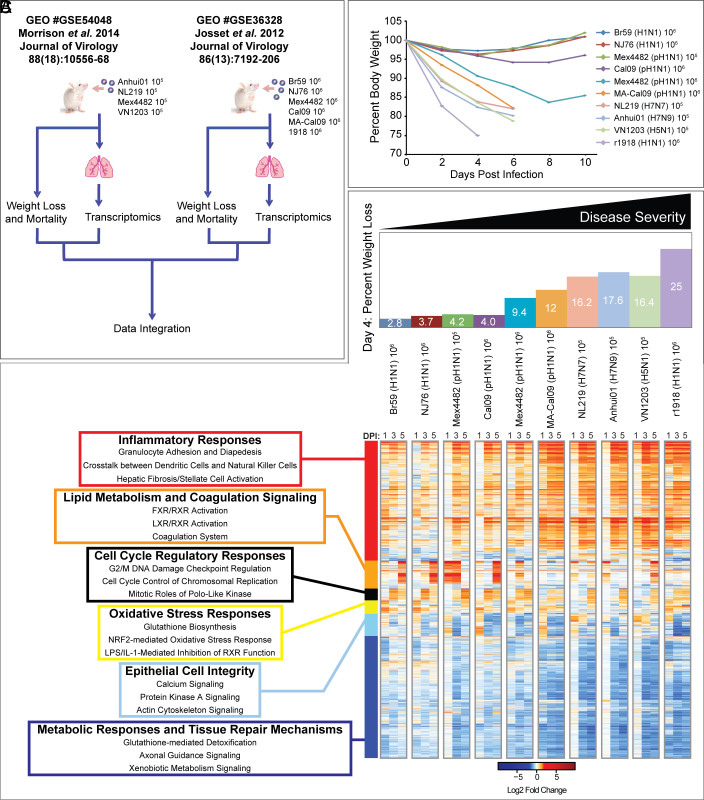通過炎癥、代謝、細(xì)胞周期和組織修復(fù)基因表達的宿主反應(yīng)差異來區(qū)分流感疾病