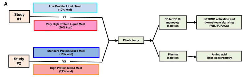 #1研究評(píng)估了極限攝入液態(tài)餐中蛋白質(zhì)對(duì)單核細(xì)胞mTORC1激活和下游功能的影響。
