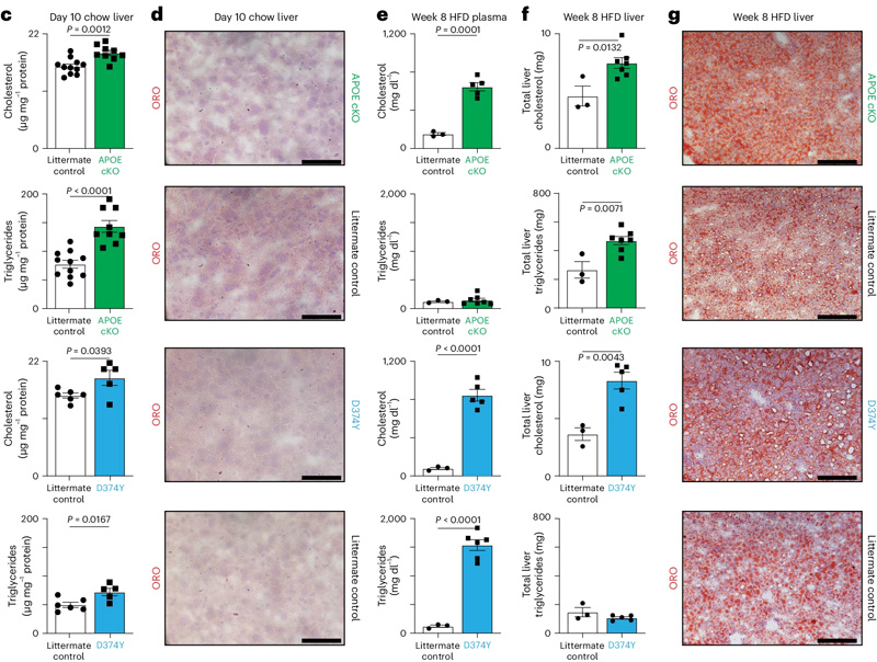 誘導(dǎo)型APOB脂蛋白血脂異常小鼠模型的建立
