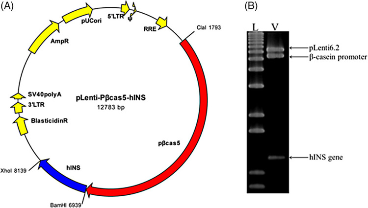構(gòu)建用于乳腺特異性人胰島素表達(dá)和限制性圖譜分析的慢病毒載體示意圖