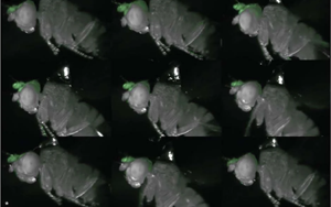 Nature：在果蠅中，一個腦細(xì)胞可以驅(qū)動身體的多種運動