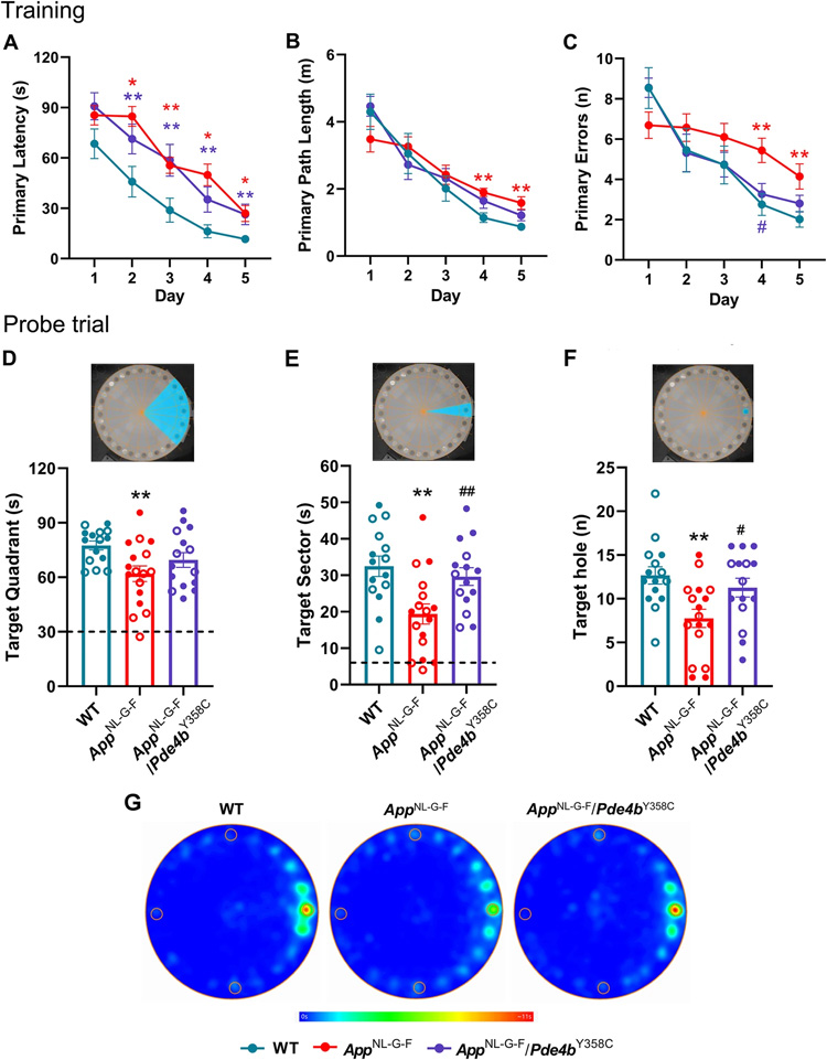 用Barnes迷宮實(shí)驗(yàn)評(píng)估亞形態(tài)PDE4B對(duì)AppNL-G-F小鼠空間記憶的保護(hù)作用