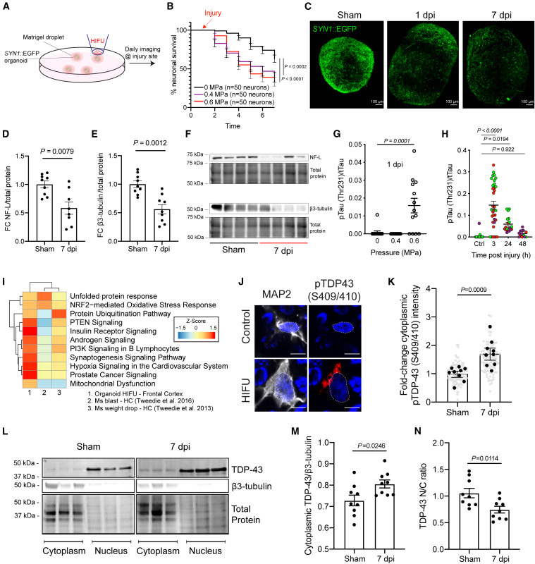 iPSC類器官損傷誘導TBI相關臨床和死后生物標志物