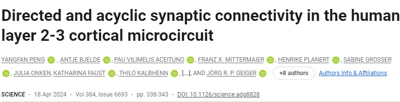 人類2-3層皮層微電路中的定向和非循環(huán)突觸連接