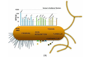 PNAS：大腸桿菌如何造成尿路感染