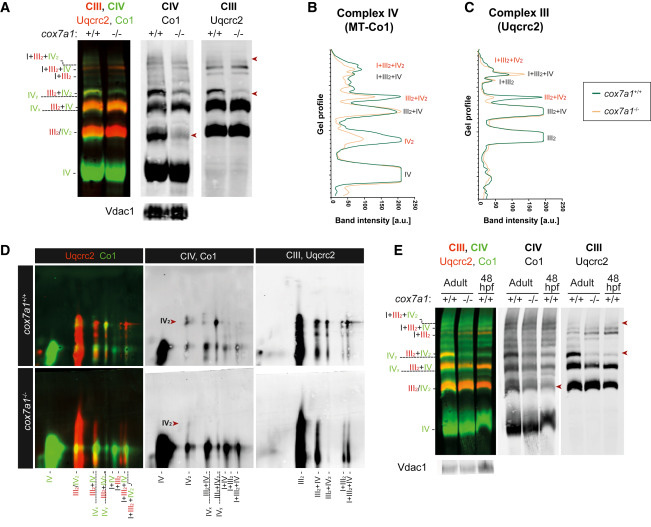 Cox7a1穩(wěn)定復(fù)合物IV的二聚化 Cox7a1穩(wěn)定復(fù)合物IV的二聚化