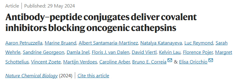 抗體-肽偶聯(lián)物提供共價抑制劑阻斷致癌組織蛋白酶