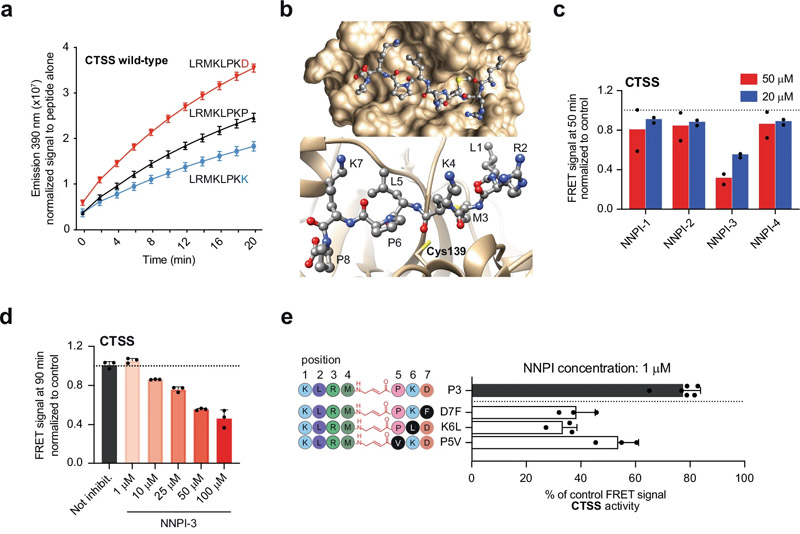 針對CTSS或CTSB的NNPI的設(shè)計和開發(fā)