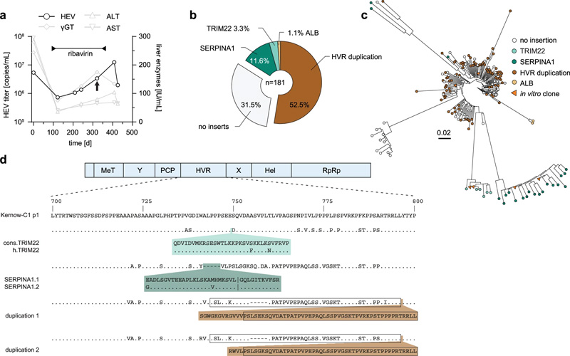 通過克隆測序鑒定HEV患者中的HVR插入