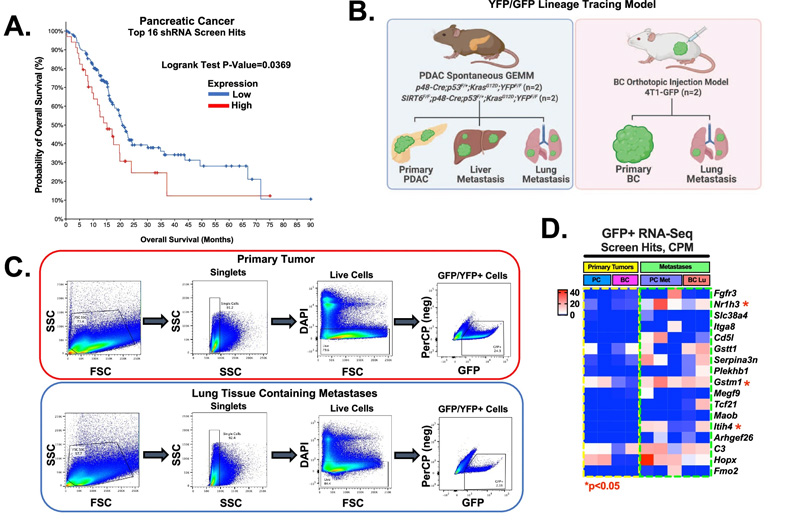 shRNA篩選命中的功能驗(yàn)證，包括轉(zhuǎn)移細(xì)胞中的Gstt1