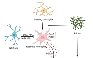 《Nature Neuroscience》能抵抗朊病毒的細(xì)胞有什么特征？