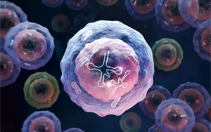 Nature Immunology：一種特殊類(lèi)型的人類(lèi)白細(xì)胞