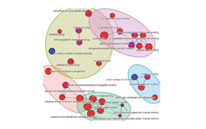 Nature子刊：逆轉(zhuǎn)肝臟衰老的突破性進展