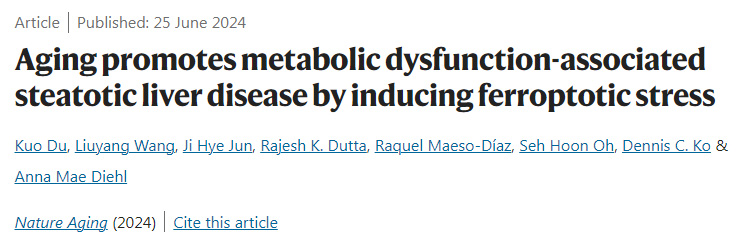 衰老通過誘導(dǎo)脫鐵應(yīng)激促進(jìn)代謝功能障礙相關(guān)脂肪變性肝病
