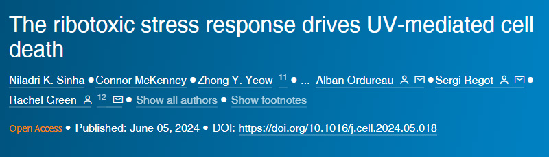 核糖毒性應(yīng)激反應(yīng)驅(qū)動(dòng)紫外線介導(dǎo)的細(xì)胞死亡