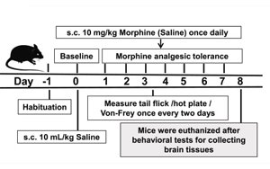 S-亞硝基化谷胱甘肽還原酶（GSNOR）調(diào)控嗎啡鎮(zhèn)痛耐受的分子機制