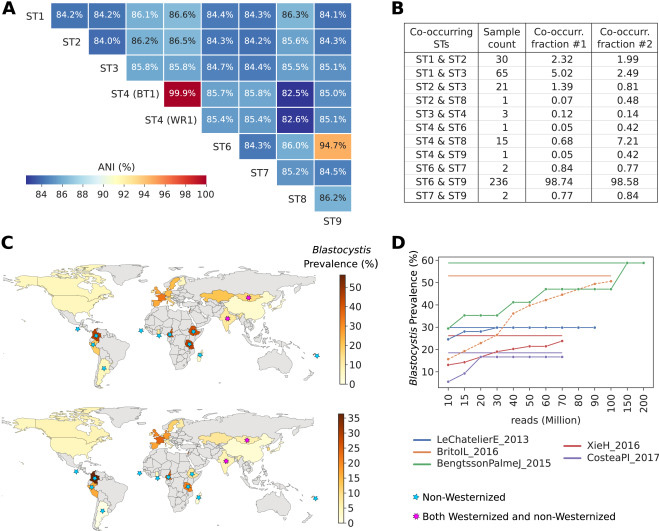 全球芽囊炎的流行率是可變的，僅限于腸道微生物群落