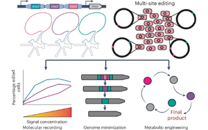 Nature子刊：一步法對細胞基因組進行多次編輯