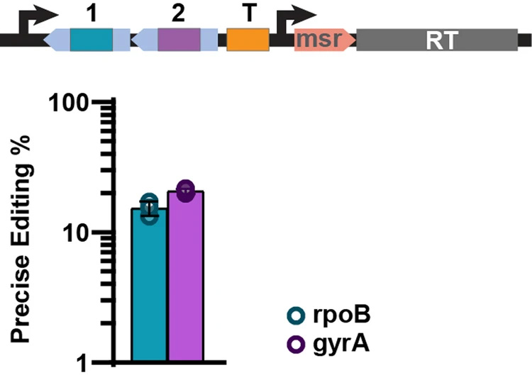逆轉(zhuǎn)錄酶多位點架構(gòu)實現(xiàn)了精確的基因組編輯