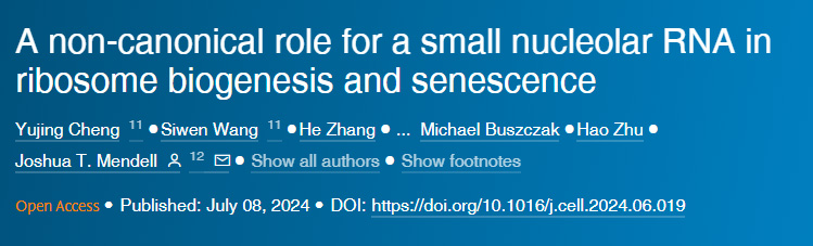 小核仁RNA在核糖體生物合成和衰老中的非規(guī)范作用