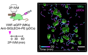 Nature：維持血液中血小板的恒定水平是至關(guān)重要的