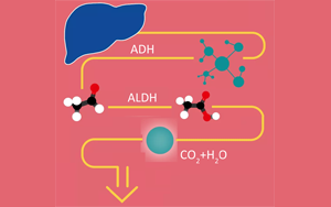 酒精在人體里是怎么“酶”的？