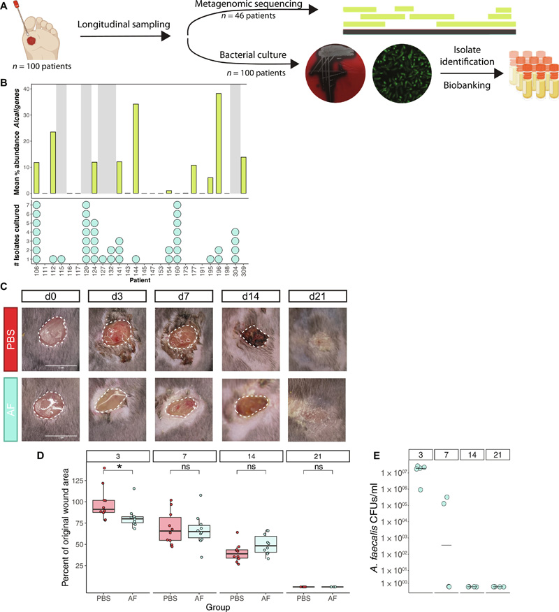 糞芽孢桿菌糾正異常的基質(zhì)金屬蛋白酶表達(dá)，促進(jìn)糖尿病傷口的再上皮化