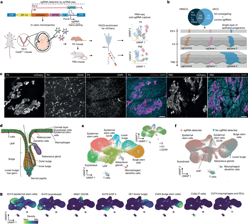 體內(nèi)CRISPR篩選以監(jiān)測(cè)小鼠皮膚中的克隆擴(kuò)增