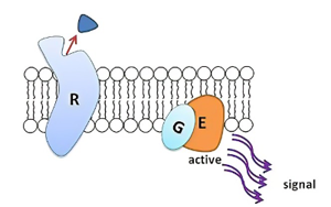 Cell子刊：獨特的機制保護胰腺細(xì)胞免受炎癥的影響