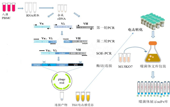 噬菌體展示技術(shù)路線(xiàn)