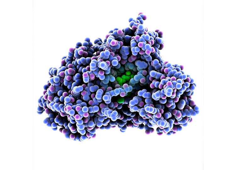 肌氨酸氧化酶(SOX)